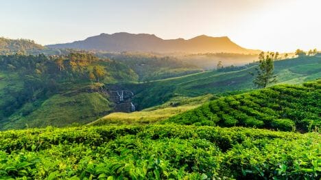 my-maldives-view-of-tea-plantation-and-st-claire-waterfall-at-sunrise-in-sri-lanka